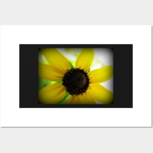 Floral Art Blacked Eyed Susan Flower Sunny Happy Yellow & Brown Flower Posters and Art